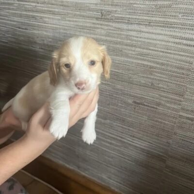 Dog For