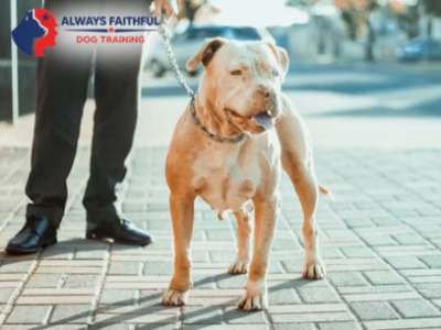 Always Faithful Dog & Puppy Training Denver CO