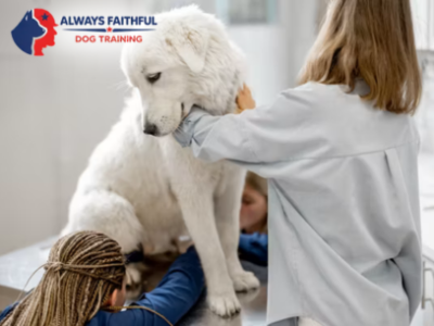 Always Faithful Dog & Puppy Training Denver CO