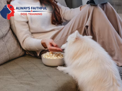 Always Faithful Dog & Puppy Training Denver CO