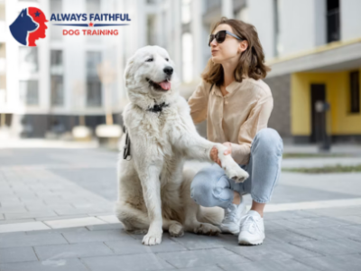 Always Faithful Dog & Puppy Training Denver CO