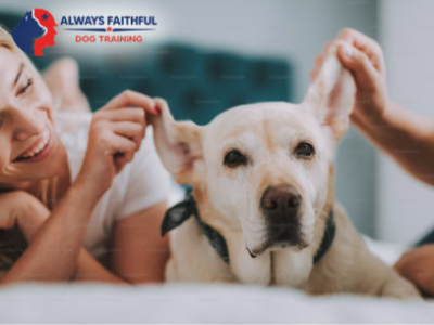 Always Faithful Dog & Puppy Training Denver CO