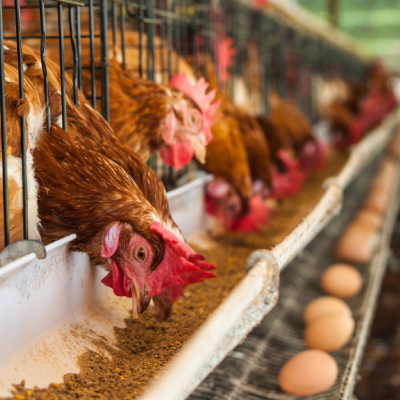 Bluecouveuse – Des Solutions Innovantes pour l'Élevage et l'Agriculture