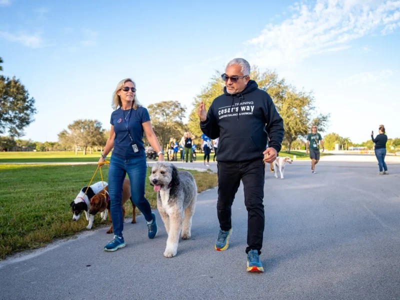 Always Faithful Dog & Puppy Training South-Coast MA